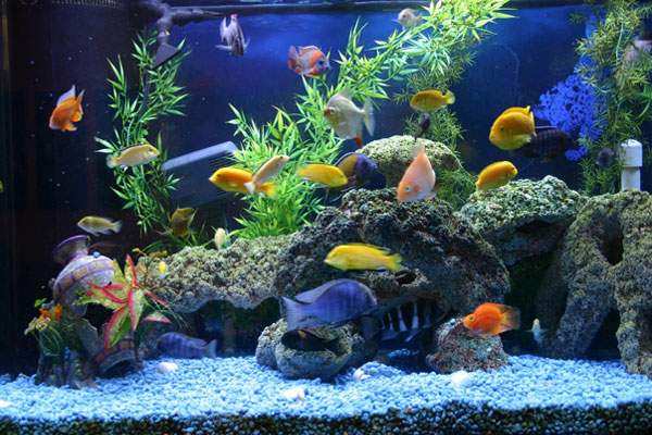 Сколько рыбок можно держать в аквариуме: как рассчитать количество