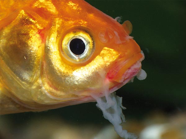 Болезни золотых рыбок - Интернет магазин аквариумистики