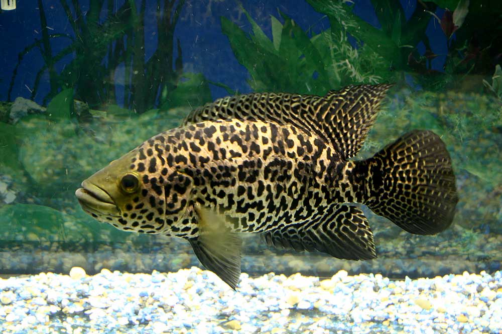 Рыбки хищники в аквариуме фото и название