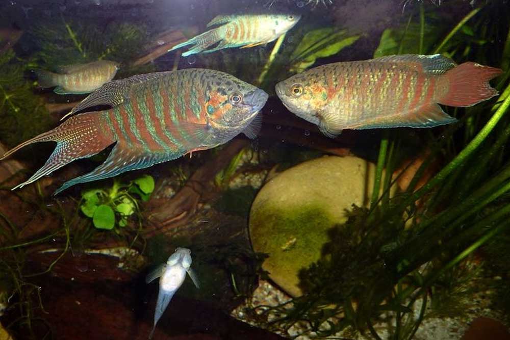 Аквариумные рыбки самки и самцы. Макропод рыбка аквариумная. Макропод рыбка самка. Макропод рыбка самец и самка. Макропод рыбка аквариумная самец.