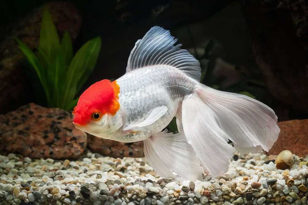 Красные Золотые Рыбки Фото