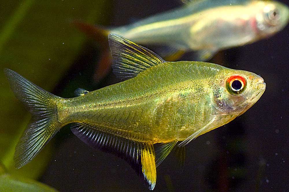 Тетры содержание. Hyphessobrycon pulchripinnis. Пульхрипиннис аквариумная рыбка. Пульхрипиннис (Hyphessobrycon pulchripinnis). Тетра рыбка аквариумная.