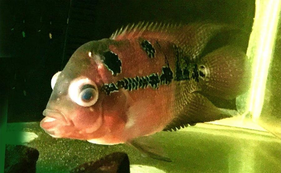Болезни морских рыб в аквариуме с фотографиями