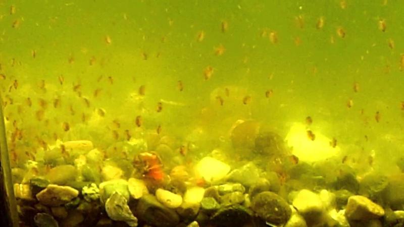 Почему желтеет вода в аквариуме